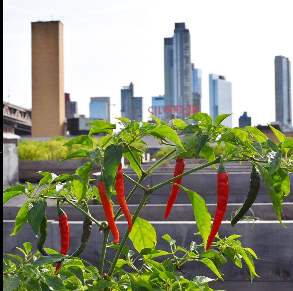 Our Values & Astoria, Queens Background - Hellgate Farm