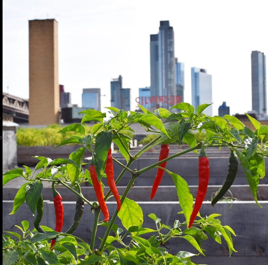 Our Values & Astoria, Queens Background - Hellgate Farm